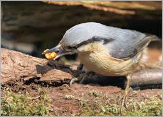 04/08/17  40  80% de pertes agricoles dues aux oiseaux granivores au Burkina Faso